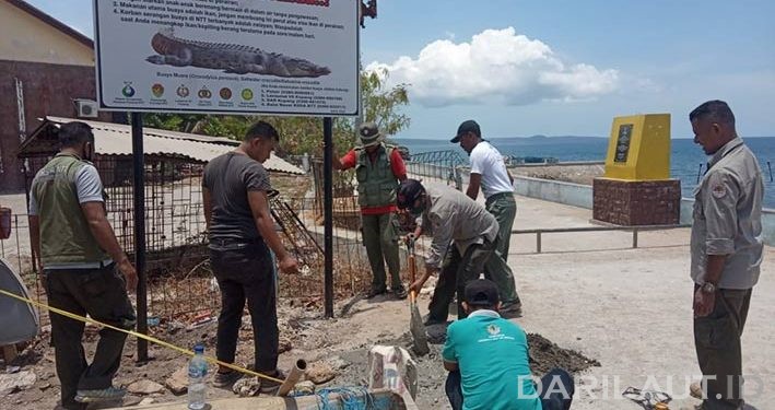 Kemunculan Buaya Muara, Jangan Buang Bangkai Ikan di Perairan Kupang