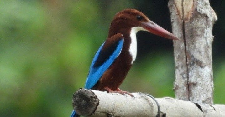 Cekakak Belukar, Burung yang Menyukai Tepi Hutan Mangrove dan Lahan Basah