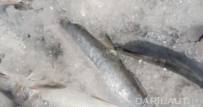 Produksi Kerupuk Ikan Menurun, FPIK Universitas Brawijaya Bantu UKM di Gresik