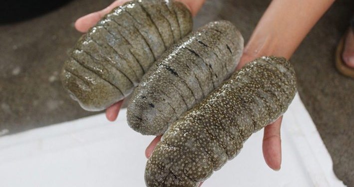 Perikanan Teripang di Indonesia