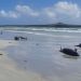 Paus Pilot Terdampar Massal di Selandia Baru