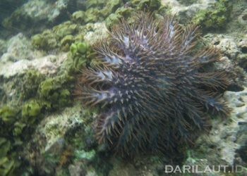 Balai TN Bunaken Pantau Hasil Transplantasi Karang