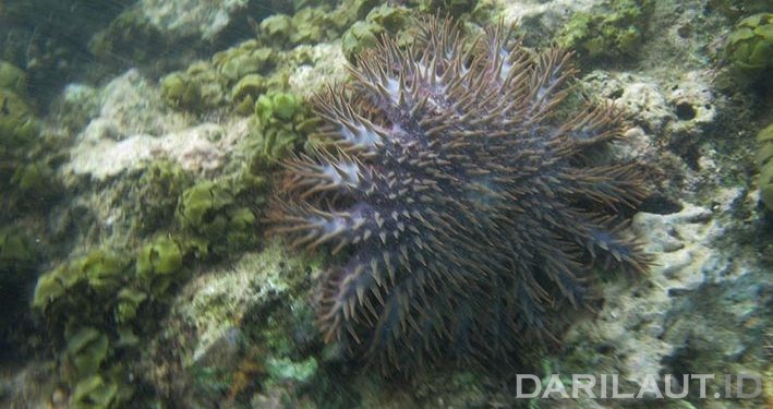Balai TN Bunaken Pantau Hasil Transplantasi Karang