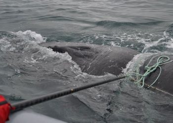 Tim Penyelamat Bebaskan Paus Bungkuk yang Terjerat Tali