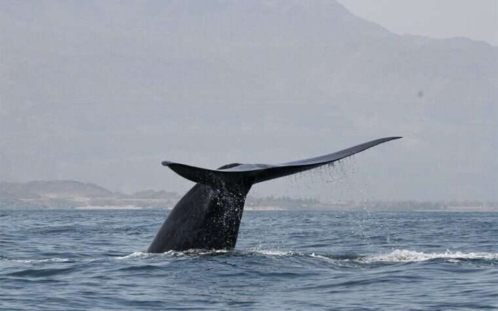 Seekor paus biru di lepas pantai Laut  Oman. Peneliti menemukan populasi baru paus biru (Blue Whales) di  di Samudra Hindia bagian barat. FOTO: ROBERT BALDWIN/Environment Society of Oman