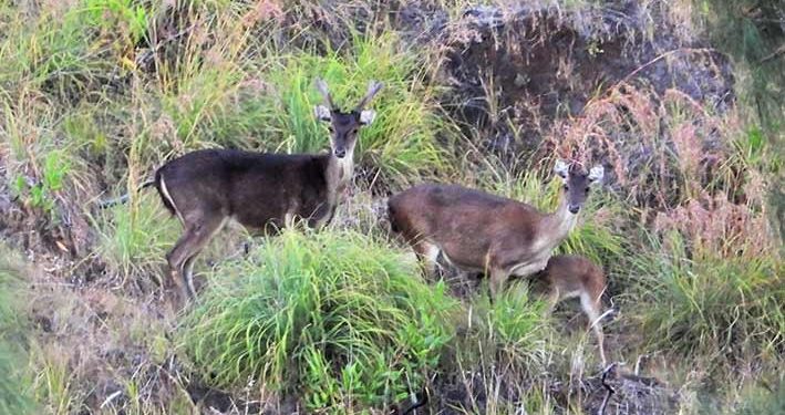 Daging 30 Ekor Rusa Disita di Labuan Bajo