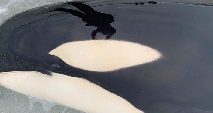 Orca Muda yang Terdampar di Teluk Newark Berhasil Diselamatkan