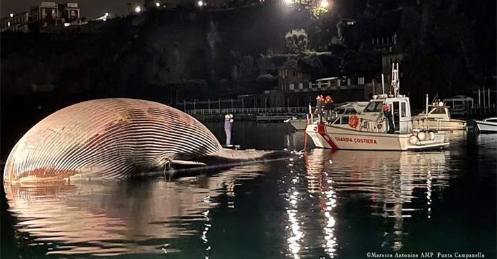 Penjaga Pantai Italia Temukan Paus Sirip Panjang 20 Meter