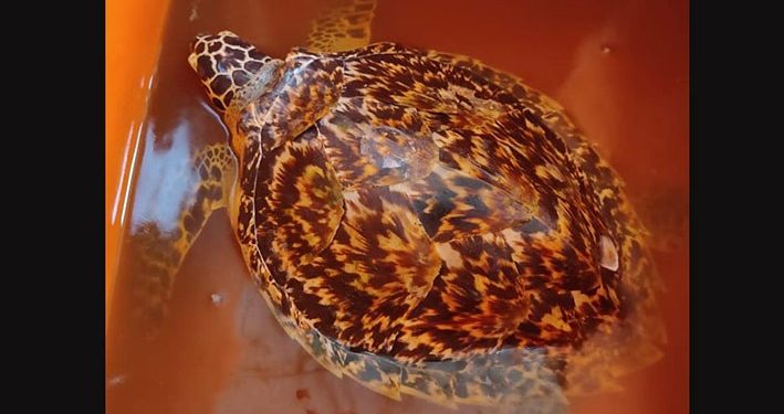 One Health Riau Selamatkan Penyu Sisik yang Mulutnya Tertancap Kail