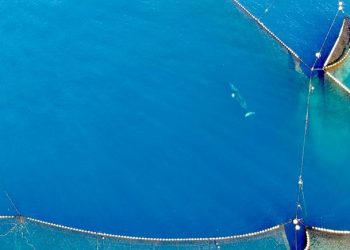 Otoritas Perikanan Jepang Membiarkan Paus Minke Terjebak dalam Jaring