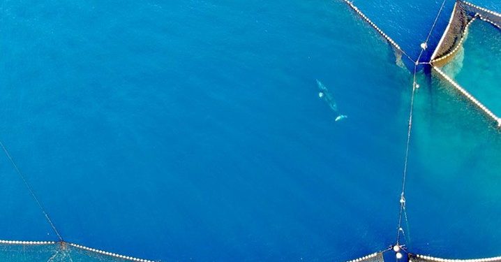 Otoritas Perikanan Jepang Membiarkan Paus Minke Terjebak dalam Jaring