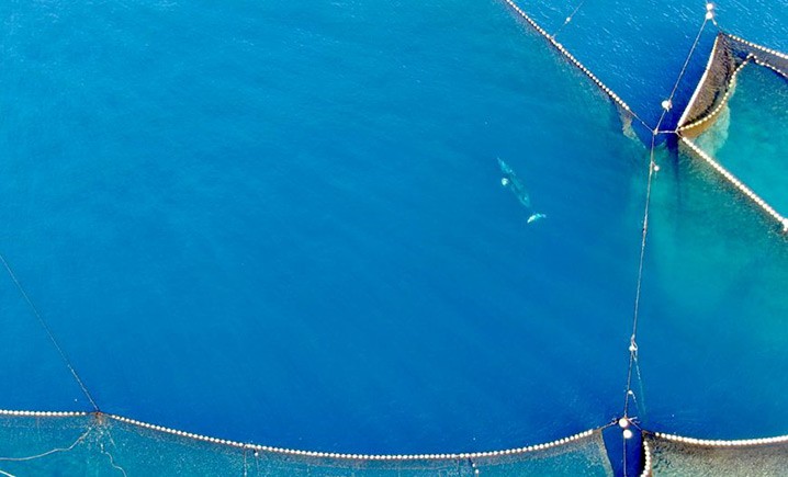 Rekaman drone terbaru paus minke yang terjebak dalam jaring di Taiji, Jepang. FOTO: Life Investigation Agency/Dolphin Project