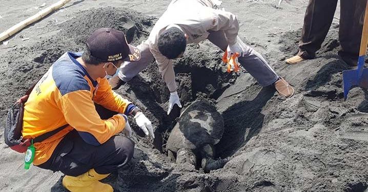Penyu Hijau Ditemukan Mati di Pantai Congot