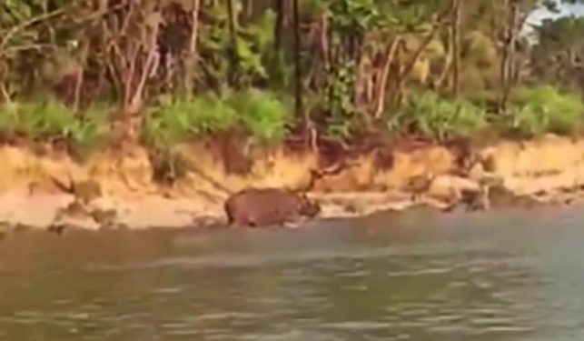 Spesies Langka Badak Jawa Terlihat di Pantai Cikarang Ujung Kulon