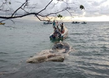 Bangkai Paus Ditemukan di Pulau Bunaken