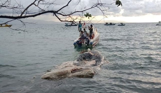 Bangkai Paus Ditemukan di Pulau Bunaken