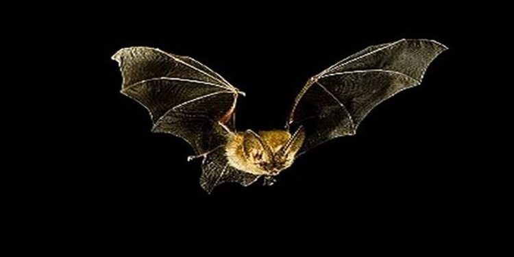 Potensi Virus Nipah Jadi Pandemi Baru