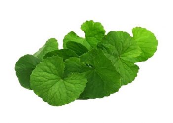 Tanaman untuk Mengobati Diabetes