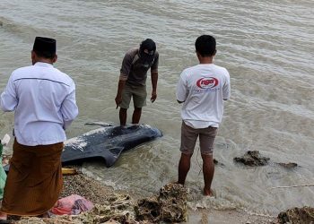 Paus Pilot yang terdampar di Pantai Madura, Kamis (18/2). FOTO: KLHK