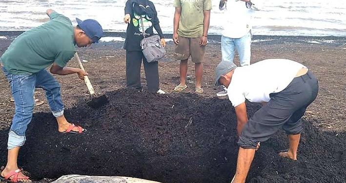 Dugong Mati Terdampar di Riau