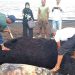 Dugong Mati Terdampar di Riau