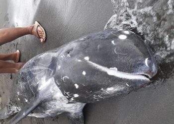 Paus pembunuh kerdil (pygmy killer whale, Feresa attenuate) ditemukan terdampar di Pantai Kalasey, Minahasa, Sulawesi Utara, Jumat (5/2). FOTO: MEIKEL PONTOLONDO/BARTA1.COM