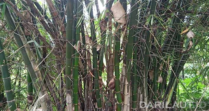 Bambu, Tumbuhan Paling Toleran dan Penampung Air
