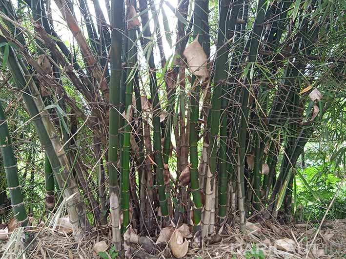 Bambu dapat menampung air, serta menyerap dan mengendapkan CO2. FOTO: DARILAUT.ID