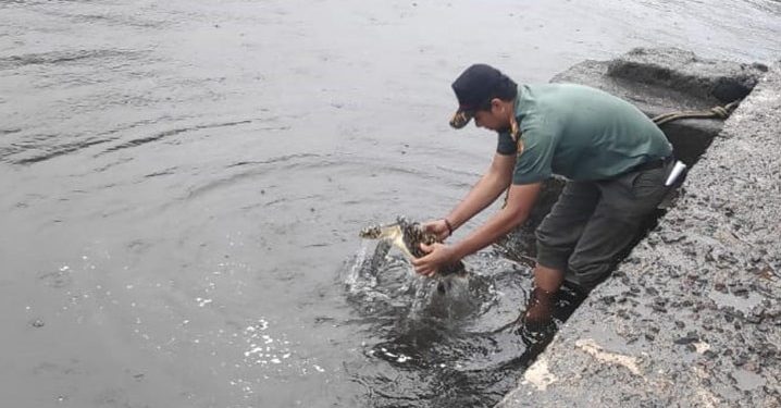 Balai TN Bunaken Lepas 2 Penyu Sisik Betina