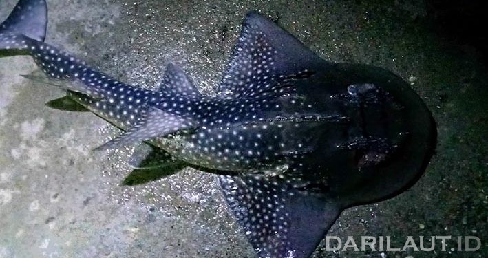 Spesies Langka Shark Ray Terlihat di Perairan Botubarani