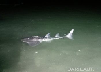 Foto Spesies Langka Shark Ray di Perairan Gorontalo