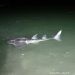Foto Spesies Langka Shark Ray di Perairan Gorontalo