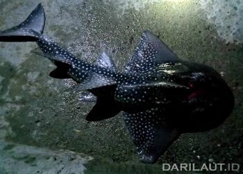 Shark ray. FOTO: DARILAUT.ID