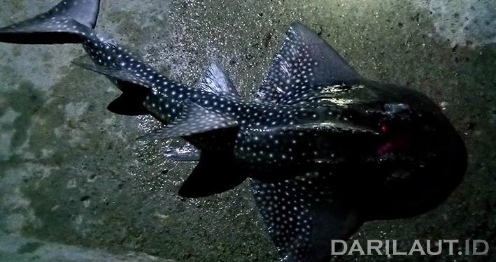 Foto Spesies Langka Shark Ray di Perairan Gorontalo