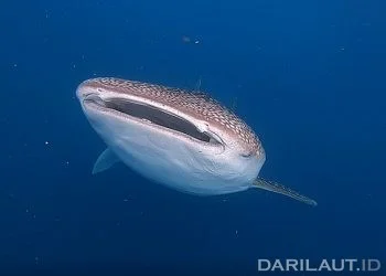 Hiu Paus Menetap Sementara di Perairan Botubarani