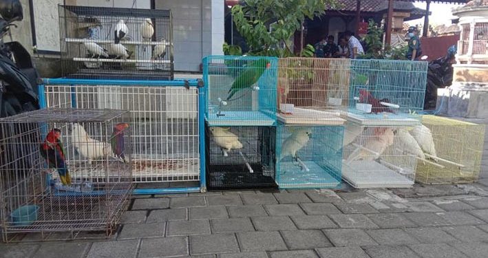 KLHK Sita Puluhan Burung yang Dilindungi