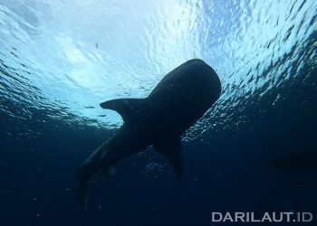 Hiu paus di perairan Bone Bolango, Teluk Tomini. FOTO: IMAN TILAHUNGA/DARILAUT.ID