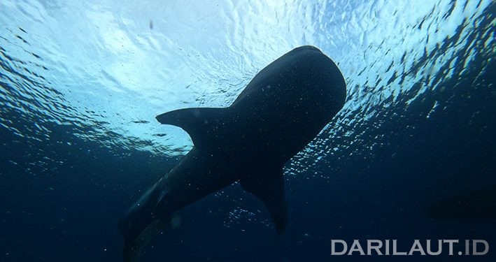 Hiu Paus Menetap Sementara di Perairan Botubarani