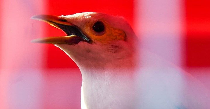 KLHK Melepas 65 Ekor Burung di Kawasan Angke Kapuk