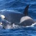 Paus pembunuh di Teluk Bremer di Australia Barat. FOTO: Whale Watch Western Australia/DAILYMAIL.CO.UK