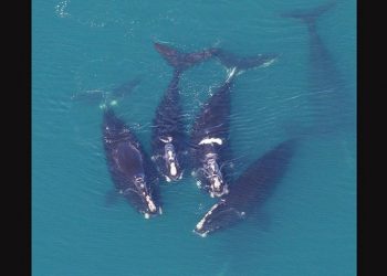 Ancaman Baru Bagi Spesies Paus