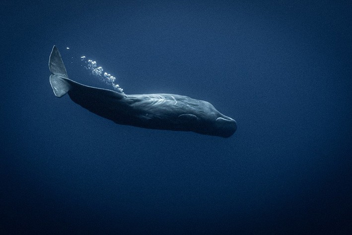 Paus sperma. FOTO: Wade & Robyn Hughes/Whalescientists.com