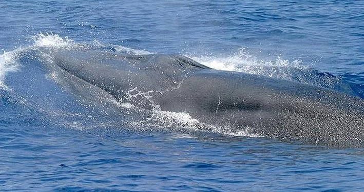 Spesies Baru Paus Rice