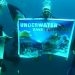 Solidaritas Untuk Palestina Dari Bawah Laut Gorontalo