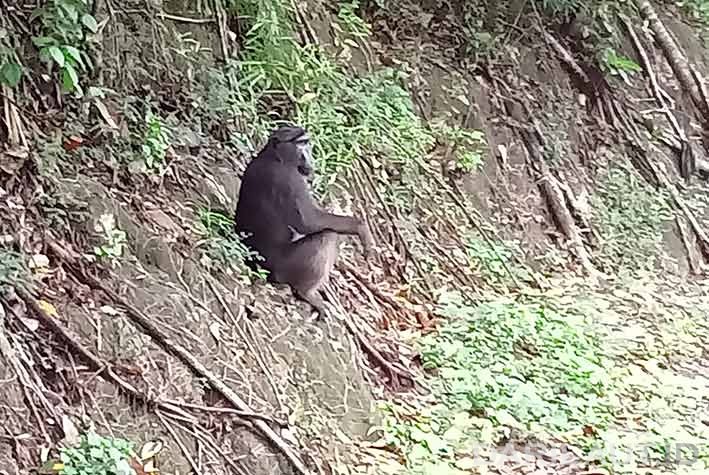Macaca hecki (Heck’s Macaque), monyet hitam endemik Sulawesi. FOTO: DARILAUT.ID