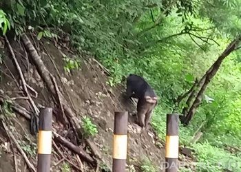 Jarang Diteliti, Kelompok Macaca hecki Terlihat di Tibawa