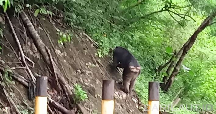 Jarang Diteliti, Kelompok Macaca hecki Terlihat di Tibawa