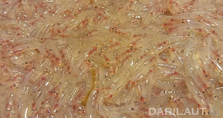 Unik, Nelayan Batudaa Pantai Tangkap Nike Pakai Loyang