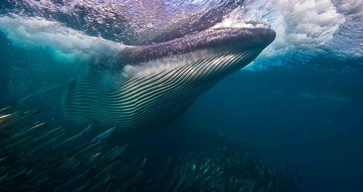 Laut Lepas Sebagai Landasan Kehidupan Planet Ini