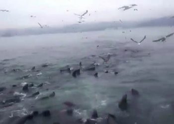 Kawanan singa laut panik dan mendekati kapal nelayan di perairan Chili selatan, ketika paus orca mendekati mereka. POTONGAN VIDEO/ABC.NET.AU